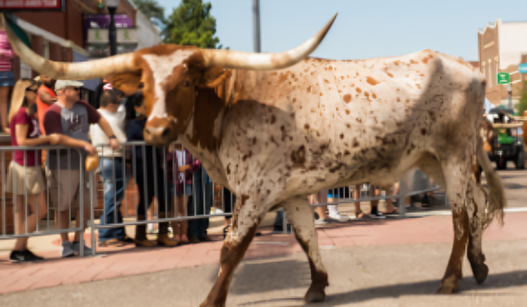 Lewisville Invites Locals to Saddle Up for PBR-Themed Cattle Drive Parade and Veterans Salute