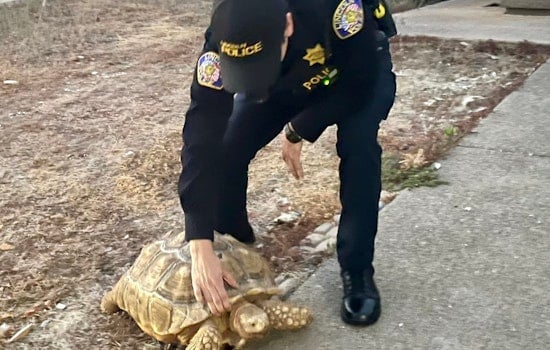 Lincoln Police Seek Owner of Friendly Tortoise Found Roaming in Placer County