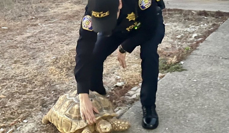 Lincoln Police Seek Owner of Friendly Tortoise Found Roaming in Placer County