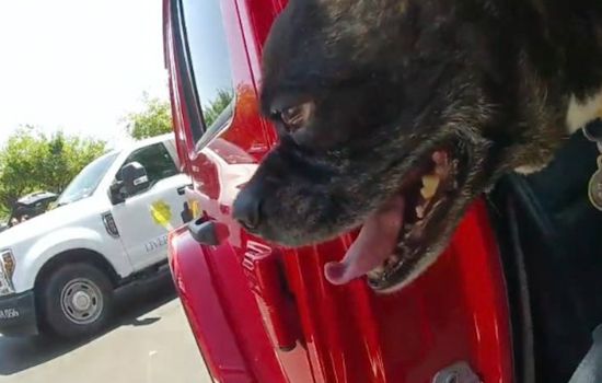 Livermore Police Rescue Dog from Overheated Vehicle Amidst 101-Degree Heat at Costco Parking Lot