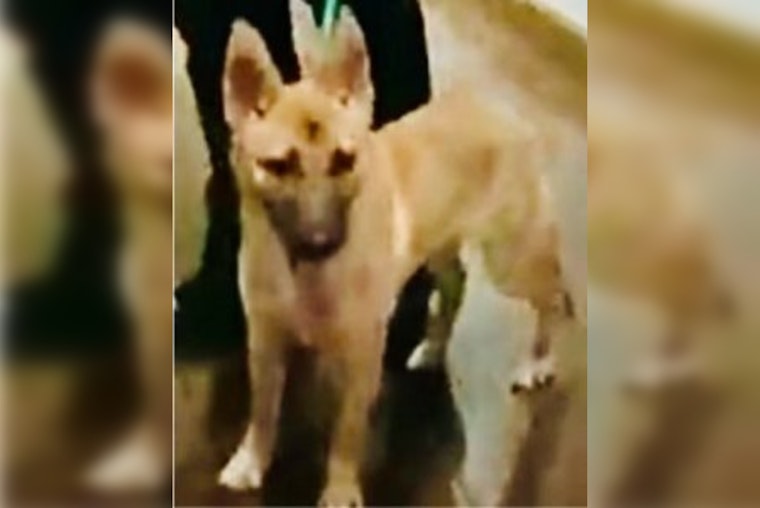 Los Angeles Man Detained on Animal Cruelty Charges After Social Media Outcry Over Dog Abuse