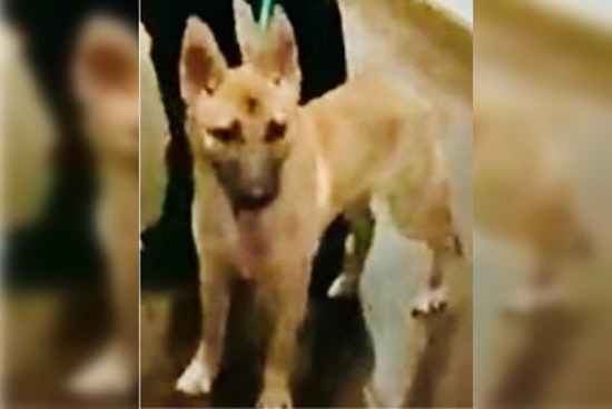 Los Angeles Man Detained on Animal Cruelty Charges After Social Media Outcry Over Dog Abuse