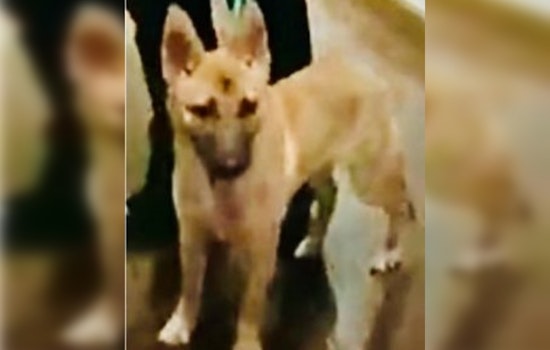 Los Angeles Man Detained on Animal Cruelty Charges After Social Media Outcry Over Dog Abuse