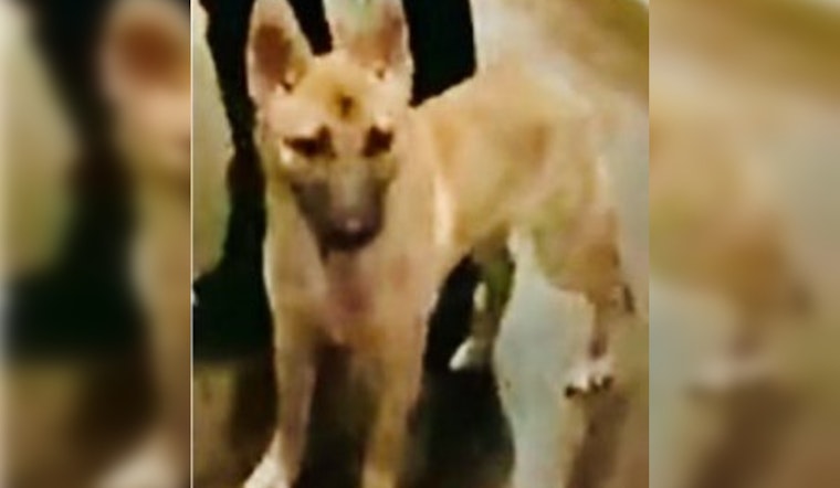 Los Angeles Man Detained on Animal Cruelty Charges After Social Media Outcry Over Dog Abuse