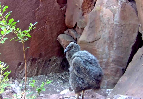Los Angeles Zoo Celebrates Record-Breaking Season with 17 New California Condor Chicks