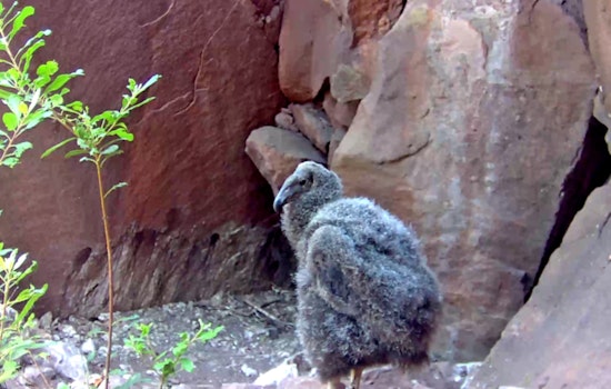 Los Angeles Zoo Celebrates Record-Breaking Season with 17 New California Condor Chicks