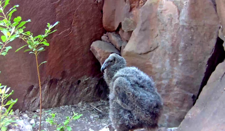 Los Angeles Zoo Celebrates Record-Breaking Season with 17 New California Condor Chicks