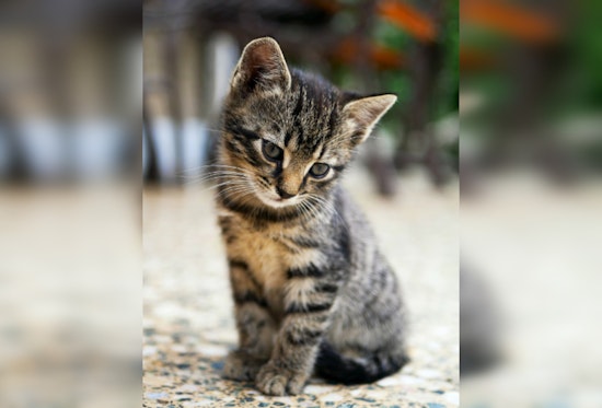 Mankato Fire Department Lauded for Tender Rescue of Trapped Cat