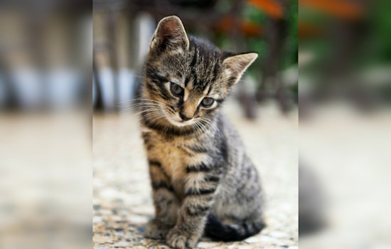 Mankato Fire Department Lauded for Tender Rescue of Trapped Cat