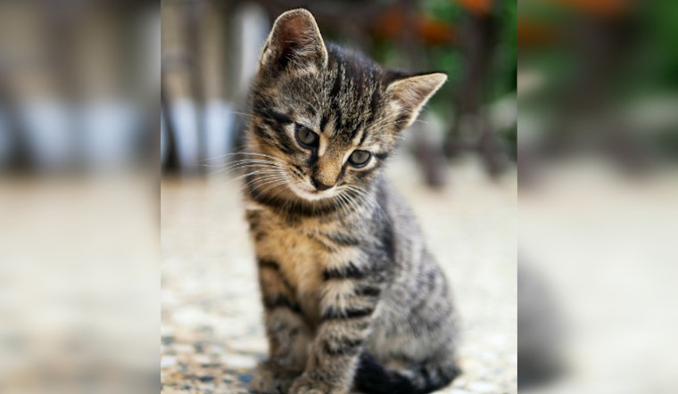 Mankato Fire Department Lauded for Tender Rescue of Trapped Cat