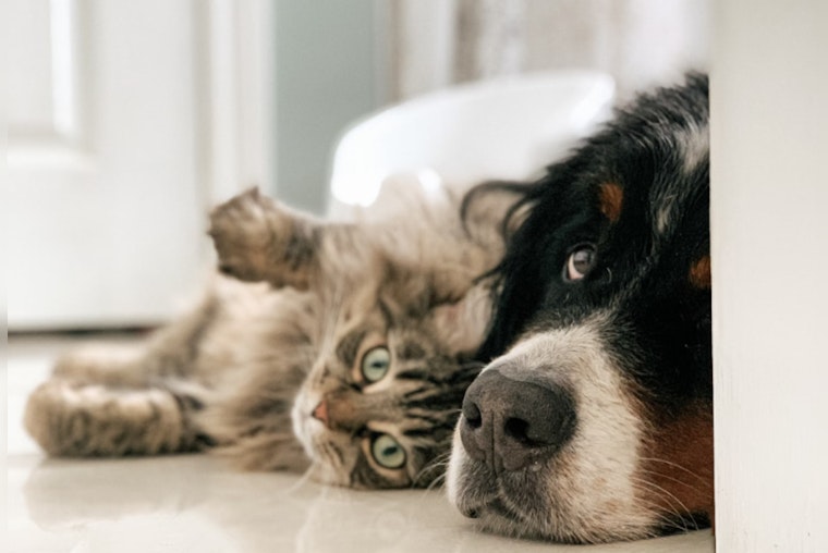McAllen, Texas Confronts Soaring Pet Population; 94 Animals Discovered in Hoarding Incident
