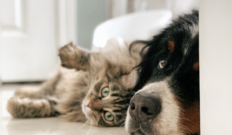 McAllen, Texas Confronts Soaring Pet Population; 94 Animals Discovered in Hoarding Incident