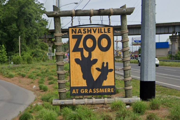 Meet Cheddar, Feta, and Friends: Nashville Zoo's New Skunk Kits Named After Cheeses Debut as Educational Stars