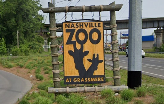 Meet Cheddar, Feta, and Friends: Nashville Zoo's New Skunk Kits Named After Cheeses Debut as Educational Stars