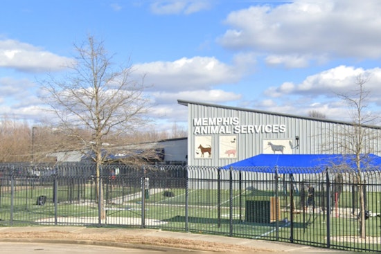 Memphis Animal Services Director Ty Coleman on Leave Amid Allegations as Facility Seeks Turnaround