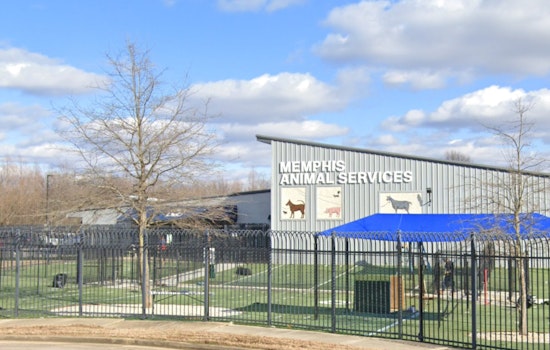 Memphis Animal Services Director Ty Coleman on Leave Amid Allegations as Facility Seeks Turnaround