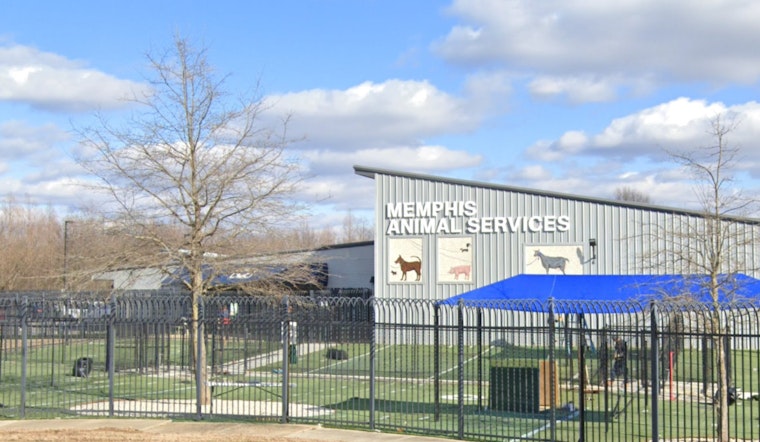 Memphis Animal Services Director Ty Coleman on Leave Amid Allegations as Facility Seeks Turnaround