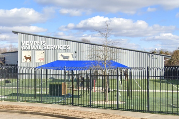 Memphis Animal Services Names Mary Claire Borys Interim Director Amid Investigation of Former Leader Ty Coleman
