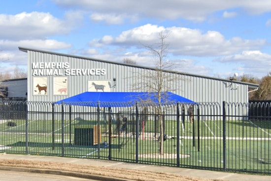 Memphis Animal Services Names Mary Claire Borys Interim Director Amid Investigation of Former Leader Ty Coleman