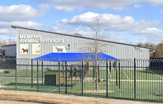 Memphis Animal Services Names Mary Claire Borys Interim Director Amid Investigation of Former Leader Ty Coleman