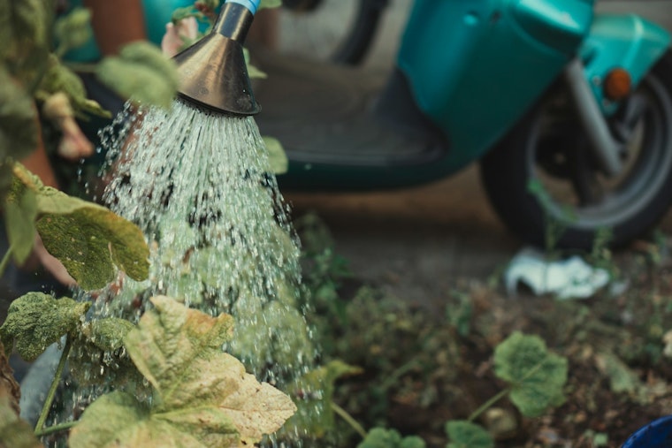 Mesa Highlights Plant Care and Conservation Tips Amid Scorching Summer Heat