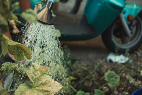 Mesa Highlights Plant Care and Conservation Tips Amid Scorching Summer Heat