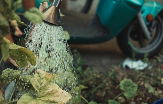 Mesa Highlights Plant Care and Conservation Tips Amid Scorching Summer Heat
