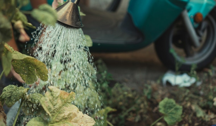 Mesa Highlights Plant Care and Conservation Tips Amid Scorching Summer Heat