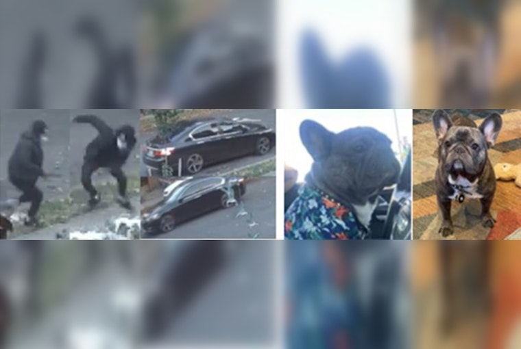 Metropolitan Police Seek Public's Assistance in Locating Suspect Accused of Armed Robbery of French Bulldog in Southeast D.C.