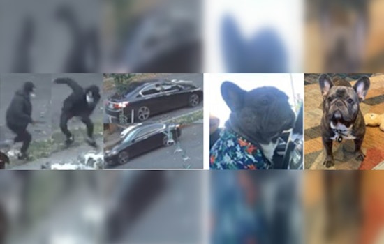 Metropolitan Police Seek Public's Assistance in Locating Suspect Accused of Armed Robbery of French Bulldog in Southeast D.C.