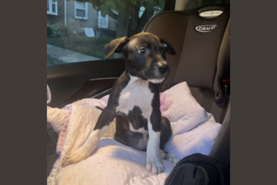 Metropolitan Police Seek Public's Help to Locate Dog Stolen at Gunpoint in Southeast Washington, D.C.