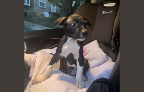 Metropolitan Police Seek Public's Help to Locate Dog Stolen at Gunpoint in Southeast Washington, D.C.