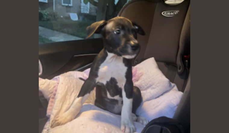 Metropolitan Police Seek Public's Help to Locate Dog Stolen at Gunpoint in Southeast Washington, D.C.