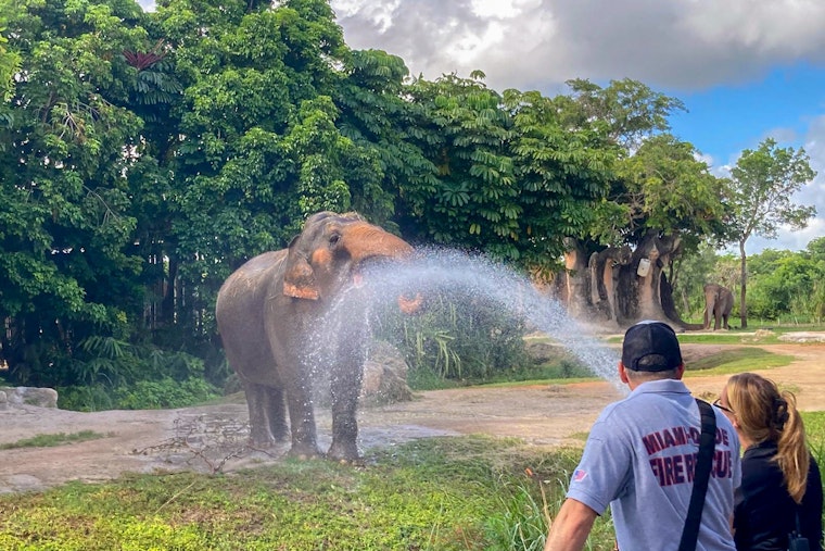 Miami Firefighters Cool Down Elephants at Zoo Miami in Annual Heat Relief Effort