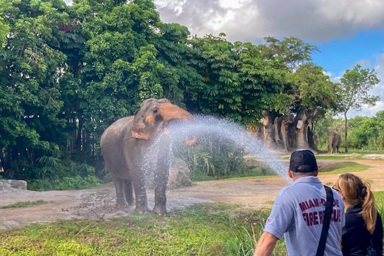 Miami Firefighters Cool Down Elephants at Zoo Miami in Annual Heat Relief Effort