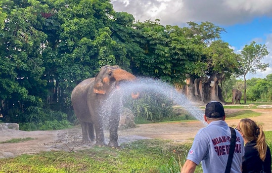 Miami Firefighters Cool Down Elephants at Zoo Miami in Annual Heat Relief Effort