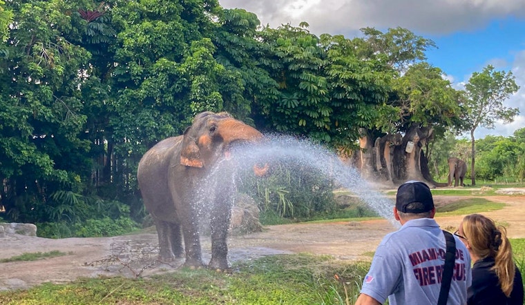 Miami Firefighters Cool Down Elephants at Zoo Miami in Annual Heat Relief Effort