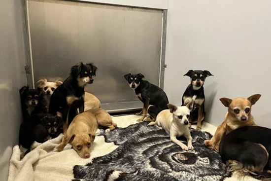 Modesto's Stanislaus Animal Services Offers Free Adoption for Long-Stay Dogs Amid Shelter Overcrowding