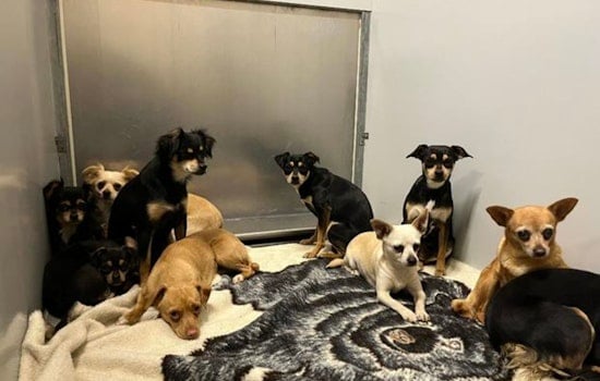 Modesto's Stanislaus Animal Services Offers Free Adoption for Long-Stay Dogs Amid Shelter Overcrowding