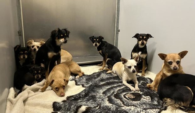 Modesto's Stanislaus Animal Services Offers Free Adoption for Long-Stay Dogs Amid Shelter Overcrowding