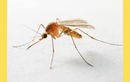 Mosquito Control Takes Flight: Osceola County to Deploy Drones in Buenaventura Lakes Initiative