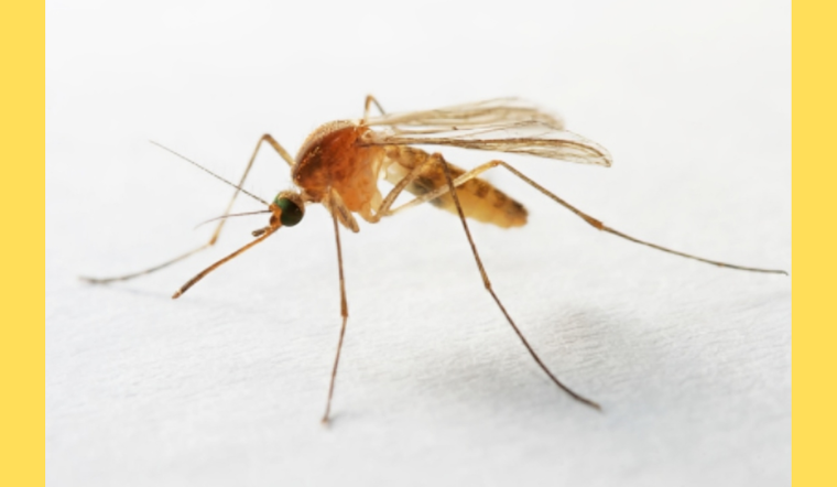 Mosquito Control Takes Flight: Osceola County to Deploy Drones in Buenaventura Lakes Initiative
