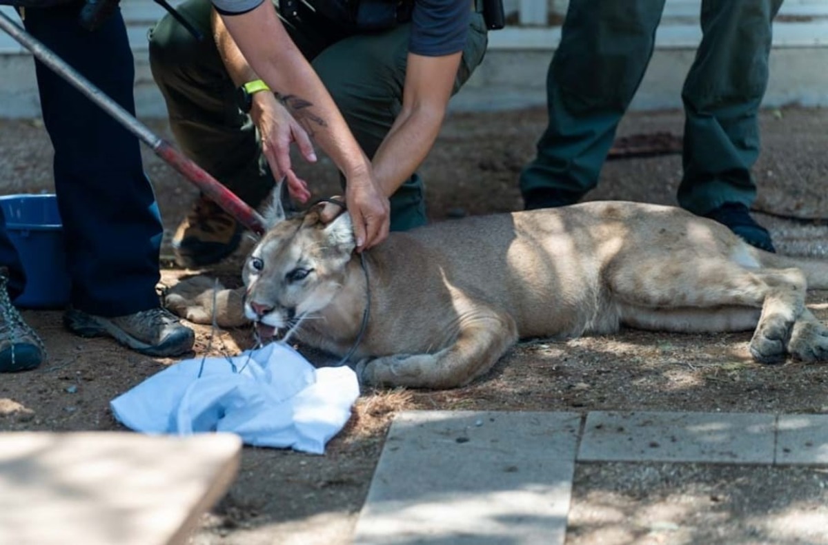 FAQ: Mountain Lions in Urban Areas