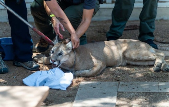 Mountain Lion Safely Removed After Surprise Visit to Tucson Medical Center