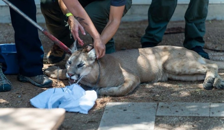 Mountain Lion Safely Removed After Surprise Visit to Tucson Medical Center