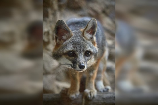 Navajo County Faces Rising Rabies Cases Among Gray Foxes, Public Urged to Vaccinate Pets