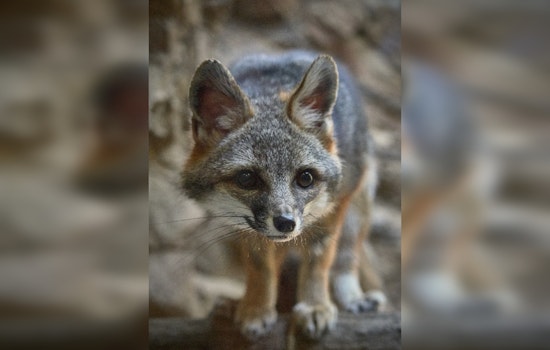 Navajo County Faces Rising Rabies Cases Among Gray Foxes, Public Urged to Vaccinate Pets