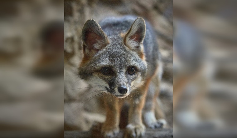 Navajo County Faces Rising Rabies Cases Among Gray Foxes, Public Urged to Vaccinate Pets