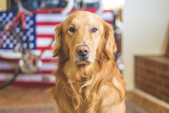 New CDC Guidelines Introduce Simpler Entry Rules for Dogs from Low-Rabies Countries Starting August 2024