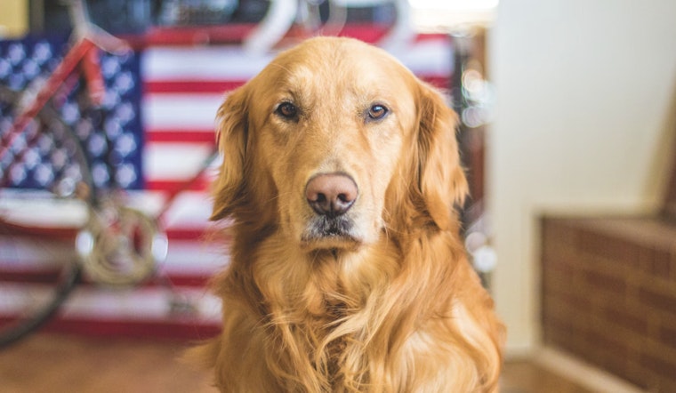 New CDC Guidelines Introduce Simpler Entry Rules for Dogs from Low-Rabies Countries Starting August 2024